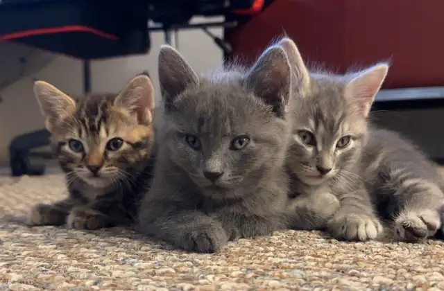 FEB 25 Available Fluffy Russian Blue x Siberian Kitten