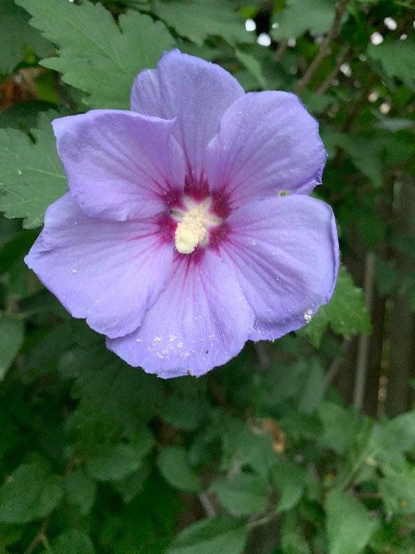 Trumpet Vine Plant or vines Perennial Other Plants Plants