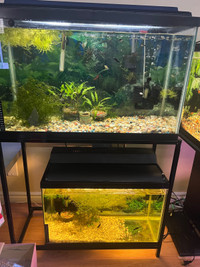 30 and 20 gallons aquarium with stand heater and air pump