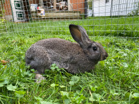 Rabbits for sale (born January 23)