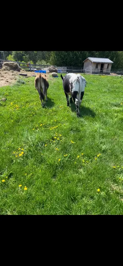 pasture wanted , View more