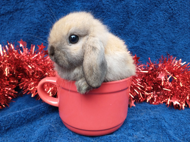 EXTRAORDINARY purebred Holland Lop baby bunny rabbits in Small Animals for Rehoming in City of Toronto - Image 4