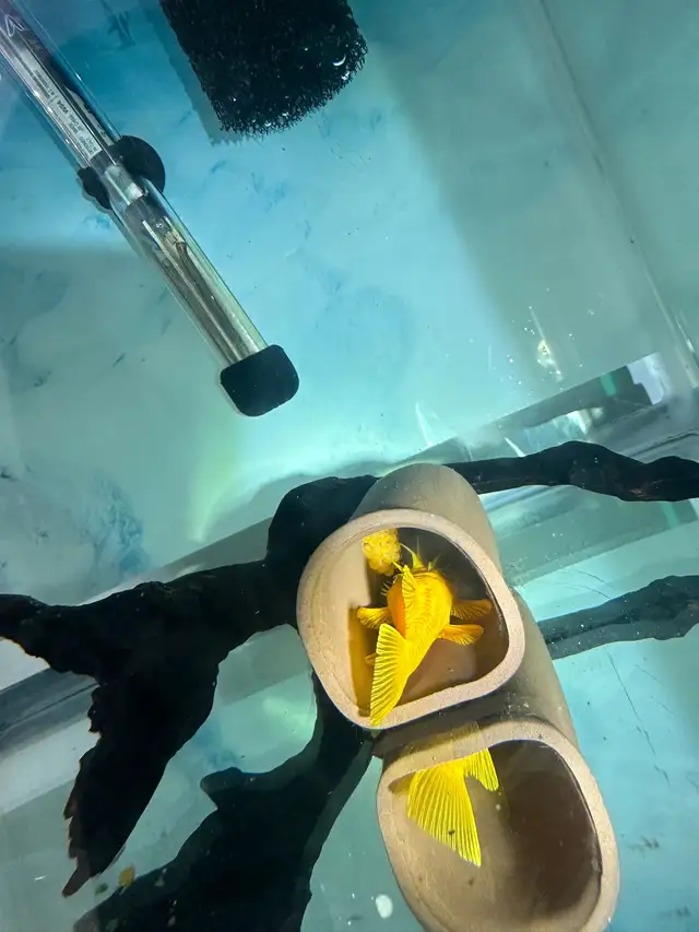 Home Bred Golden Bristlenose Pleco (Juveniles) $8 each in Fish for Rehoming in Richmond - Image 3