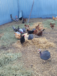 Laying hens for sale
