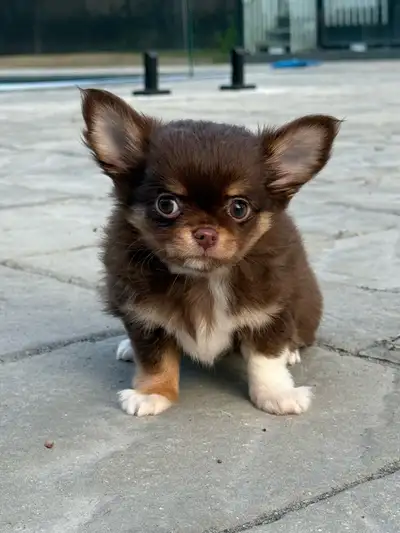 petit mâle chihuahua poil long chocolat pure race enr ckc, View more