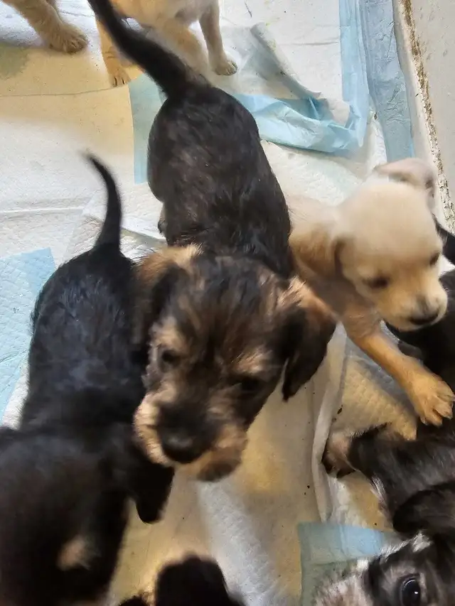 Cockapoo Schnauzer Puppies in Dogs & Puppies for Rehoming in Mississauga / Peel Region - Image 8