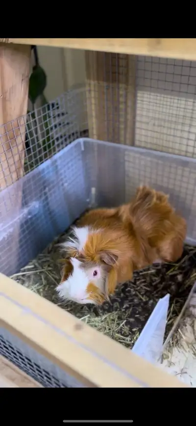 About 1 y/o male guinea pig. Always happy and popcorning. Love to eat fresh veggies, No health issue...