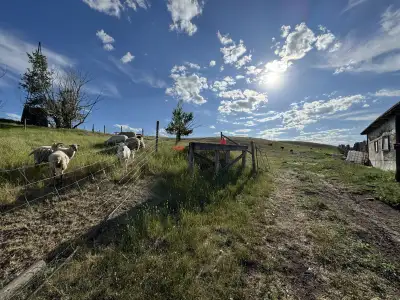 Ewes for Sale, View more