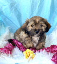 Adorable Havanese Bichon Puppies Ready for Their Forever Homes!