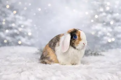 Neutered holland lops, View more