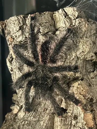Avicularia Juruensis MT1 - Urticans Green" tarantula for sale. 3.5”+ (Female) $150 I also have the f...