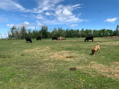 Black Angus Cow-Calf Pairs, View more