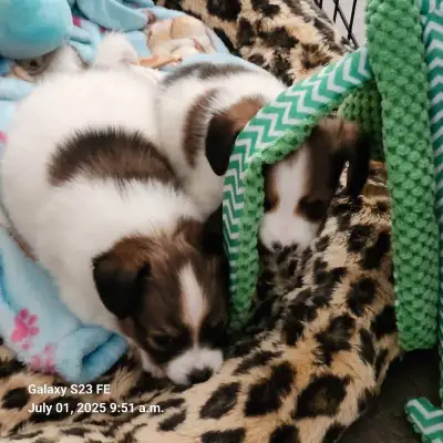 Papillion puppies I have 3 little boys ready to go July 23, 2025, View more