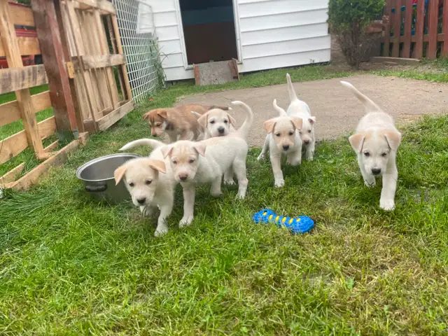 animaux in Dogs & Puppies for Rehoming in Trois-Rivières - Image 3