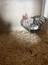 Pure bred silver laced orpingtons rooster