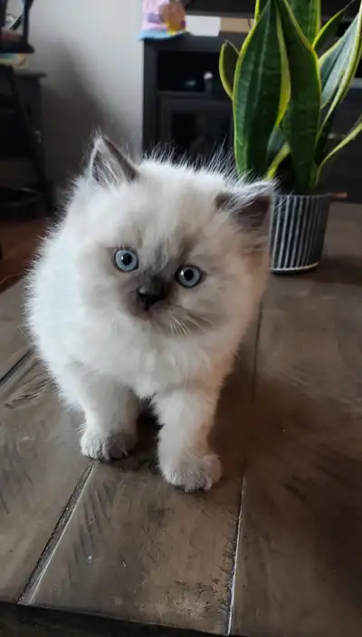 ❤️Chatons himalayen bleu point,vacciné et disponible ❤️, View more