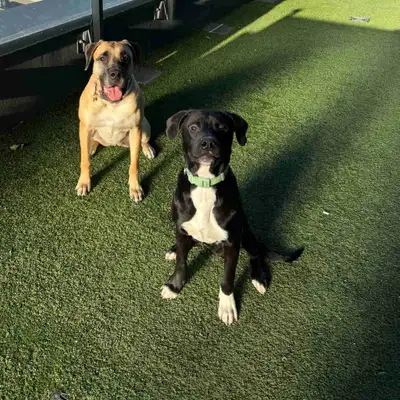 Lorde – Looking for a Loving New Home, View more