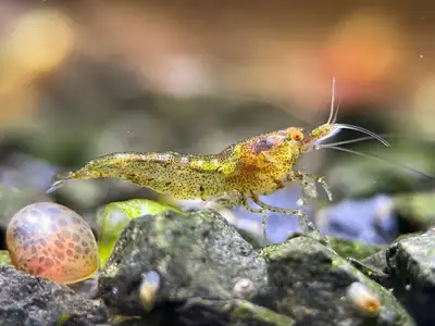 Wild Colour Neocaridina Shrimp, View more