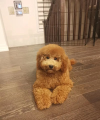 Teddy Bear purebred Toy/Mini poodle puppies