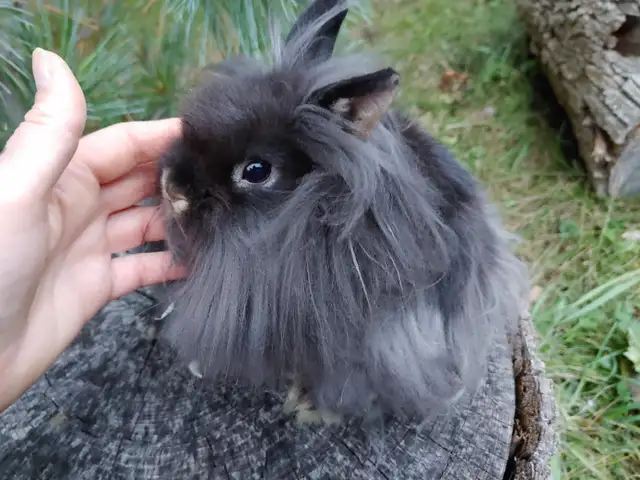 EXTRAORDINARY BABY BLUE-EYED WHITE NETHERLAND DWARF BUNNY RABBIT in Small Animals for Rehoming in City of Toronto - Image 11