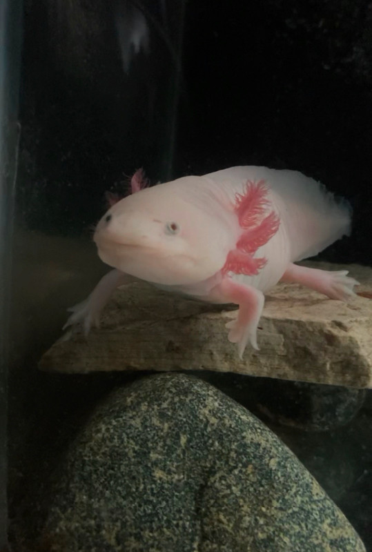 55 gal tank, stand, two axolotls (male and female) Fish for Rehoming
