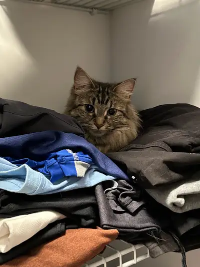 1.5 years old Cat, View more