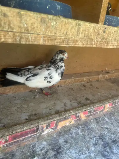 Floor Roller Pigeons, View more