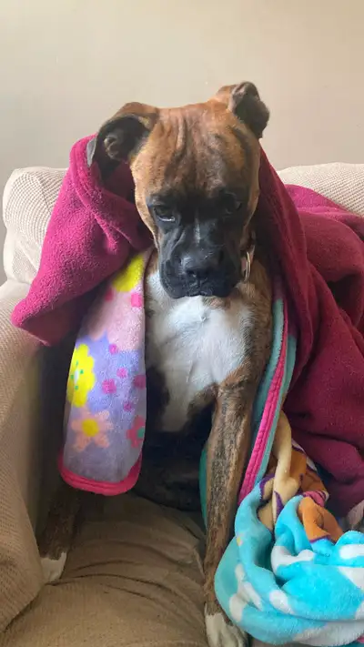 I’m looking for a forever home for my beautiful boxer. Her name is Abigail- Abby. She is a Brindle B...