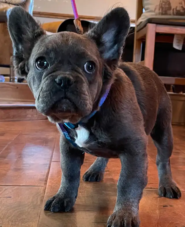 French Bulldog Puppy Blue Fluffy in Dogs & Puppies for Rehoming in Edmonton - Image 6