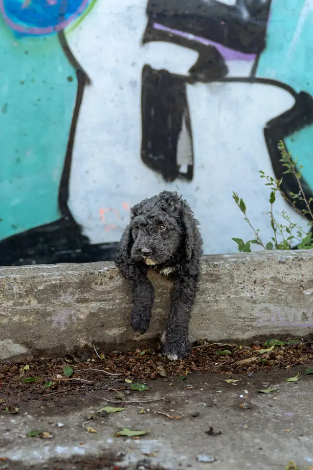 Bernedoodles standards in Dogs & Puppies for Rehoming in West Island - Image 4