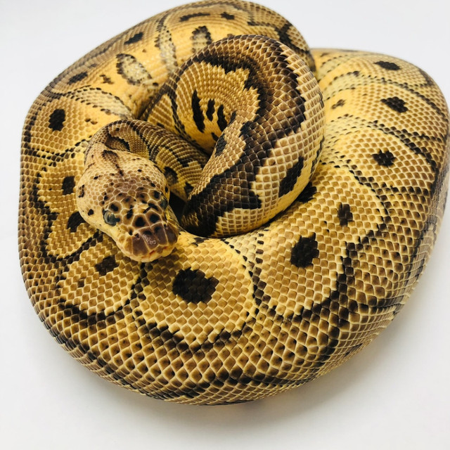 MUST GO! Male Pastel Spotnose Clown in Reptiles & Amphibians for Rehoming in Kelowna - Image 2