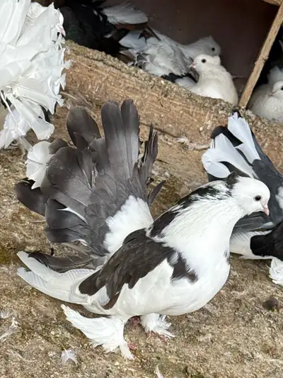 Faintali Pigeones