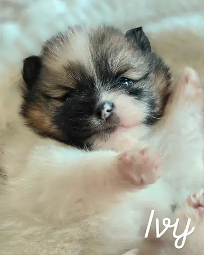 Pomeranian puppies, View more