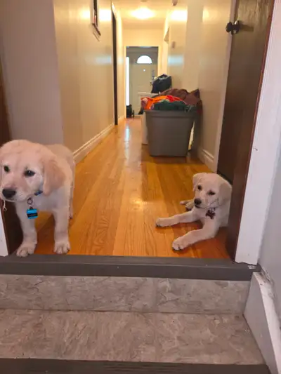 Lab cross bull mastiff white puppies, View more