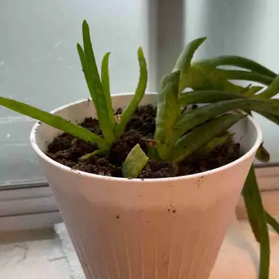 Aloe Vera Plant, View more