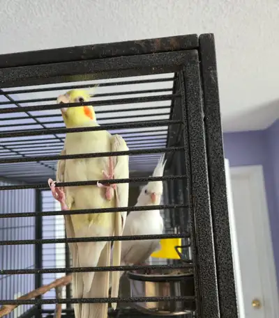 3 pairs of Proven Cockatiel Breeding Pairs & Babies Available, View more
