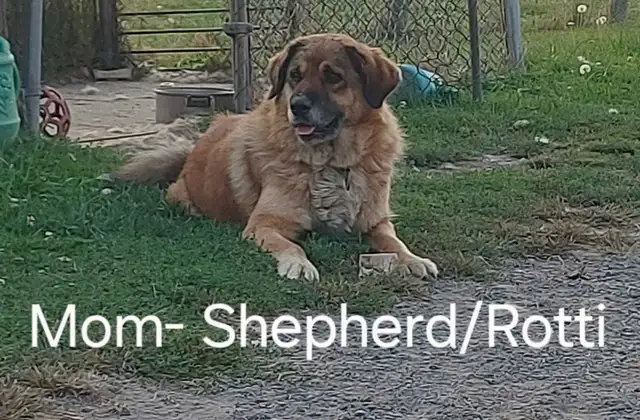 Shepherd/Rotti mix Poodle puppy for rehoming in Dogs & Puppies for Rehoming in Hamilton - Image 7