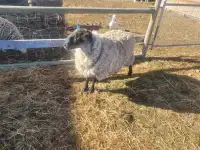 2 ewes and 1 ram
