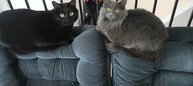 Chatte grise de 1ans  affectueusement pas opéréeni degriffee 80$ in Cats & Kittens for Rehoming in Lévis - Image 3