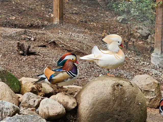 Birds in Sooke in Livestock in Victoria - Image 6