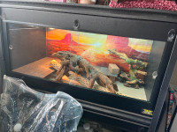 Reptile tank, used for bearded dragon.