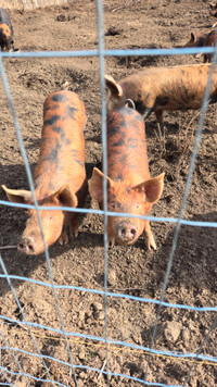 Feeder pigs for sale