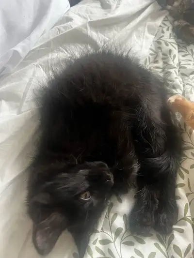 bébé chaton noir 100$, View more