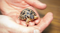 looking to adopt land tortoise/tortue terrestre