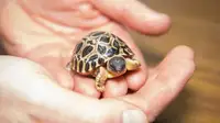 looking to adopt land tortoise/cherche tortue terrestre
