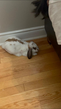 Holland Lop Bunny For Rehoming