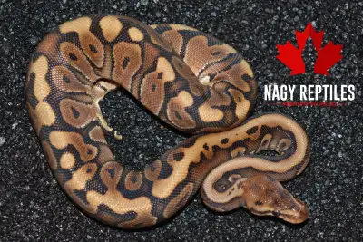 Various Ball Pythons, View more