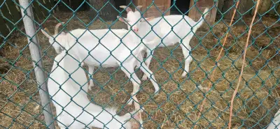 Saanen 1 is 2.5 years female. Good milker 1 adult ram 2.5 years, good temper, good breeder. (Large)...