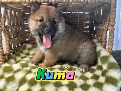 Japanese Shiba Inu puppies- 1 boy available, View more