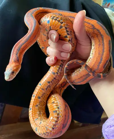 Looking for HET scaleless and scaleless corn snake adults Looking mostly for females but willing to...